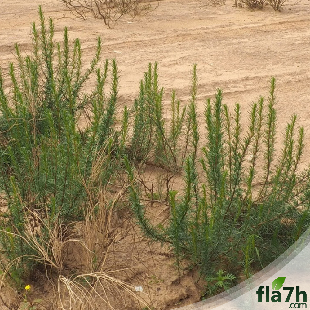 فوائد عشبة العاذر