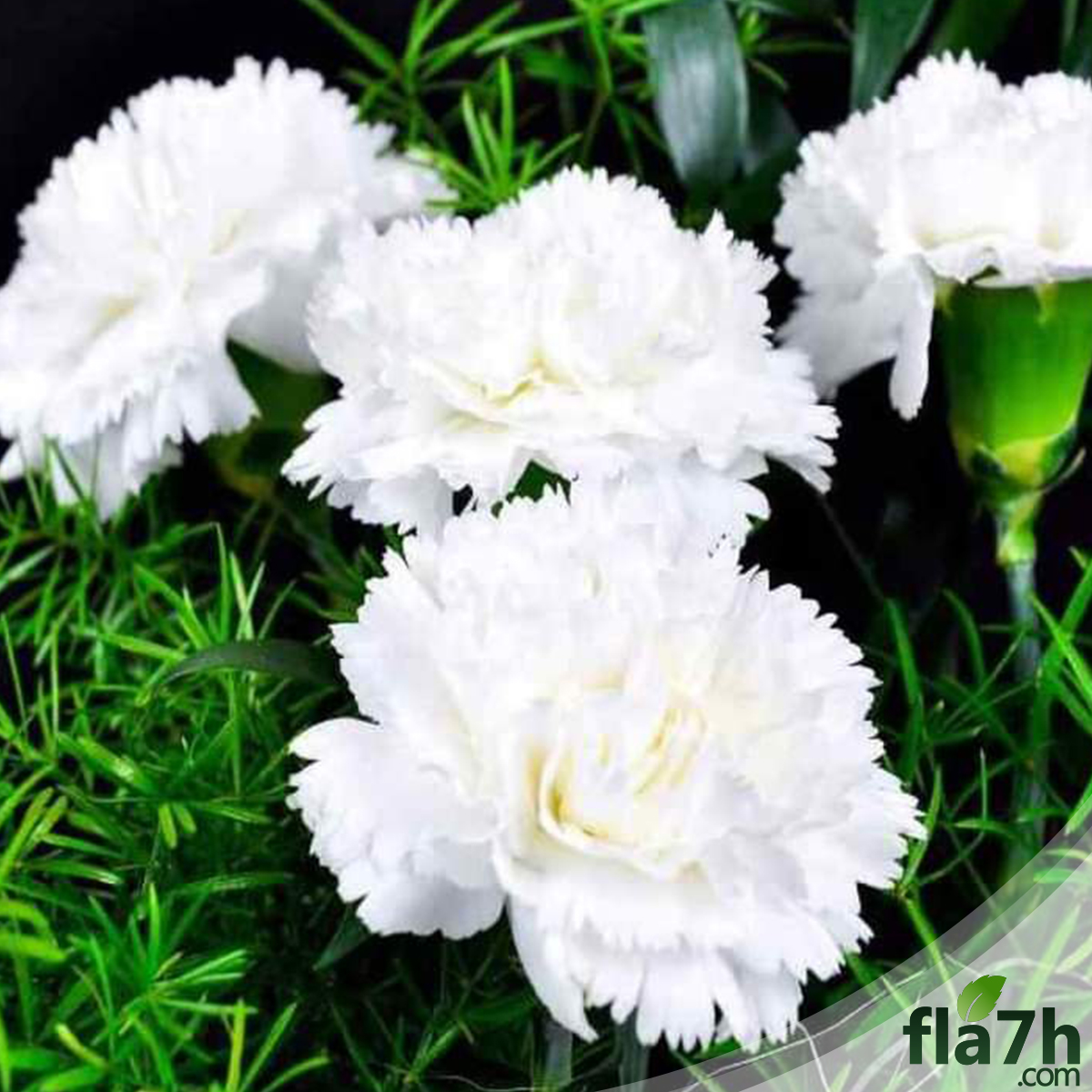 زهور القرنفل الأبيض