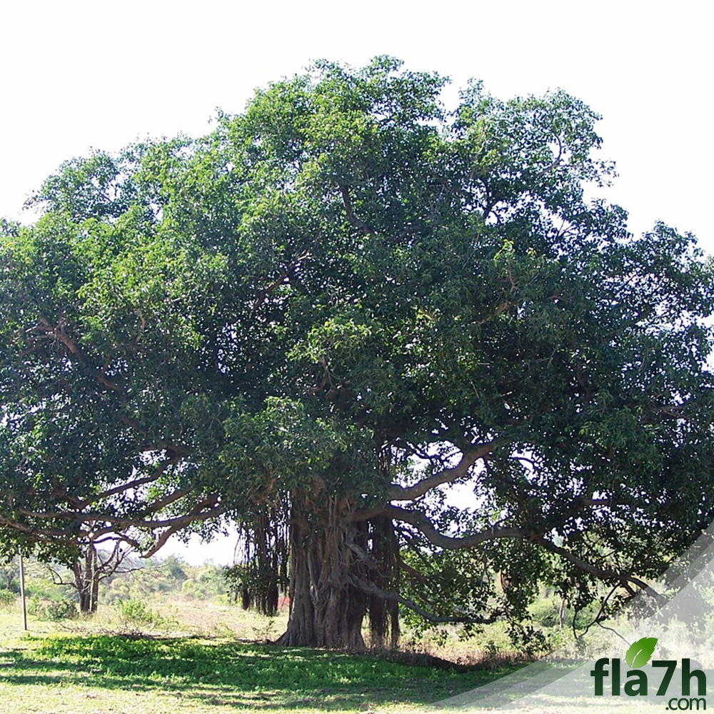 بذور فيكس بنغالي 150 بذرة Ficus benghalensis