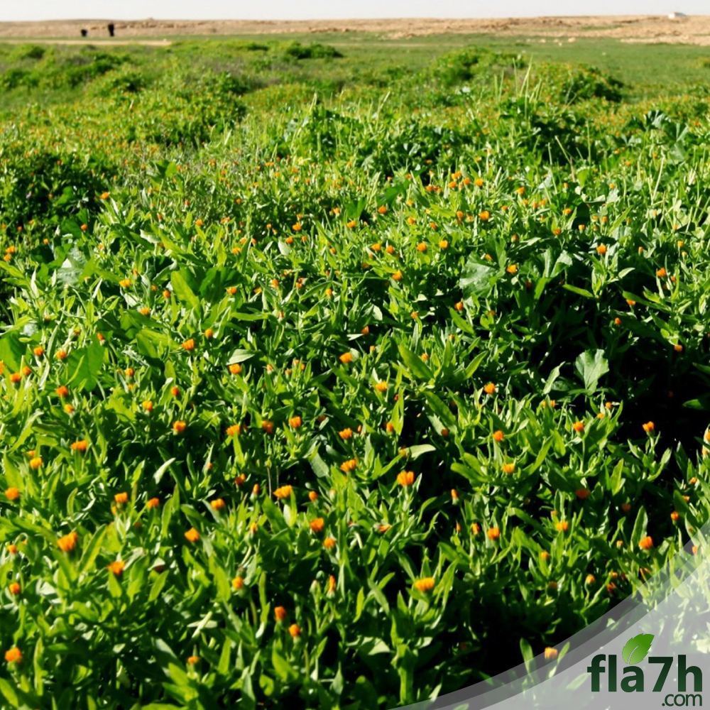 البكورية مجنحة الثمار