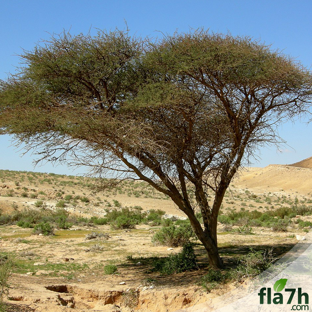 بذور السيال