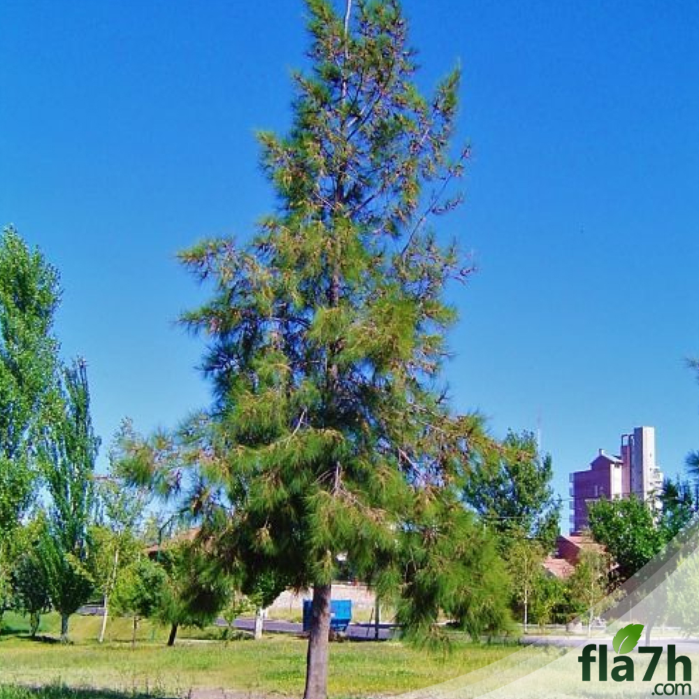 بذور الأثل الأمريكي 100 بذرة - Casuarina