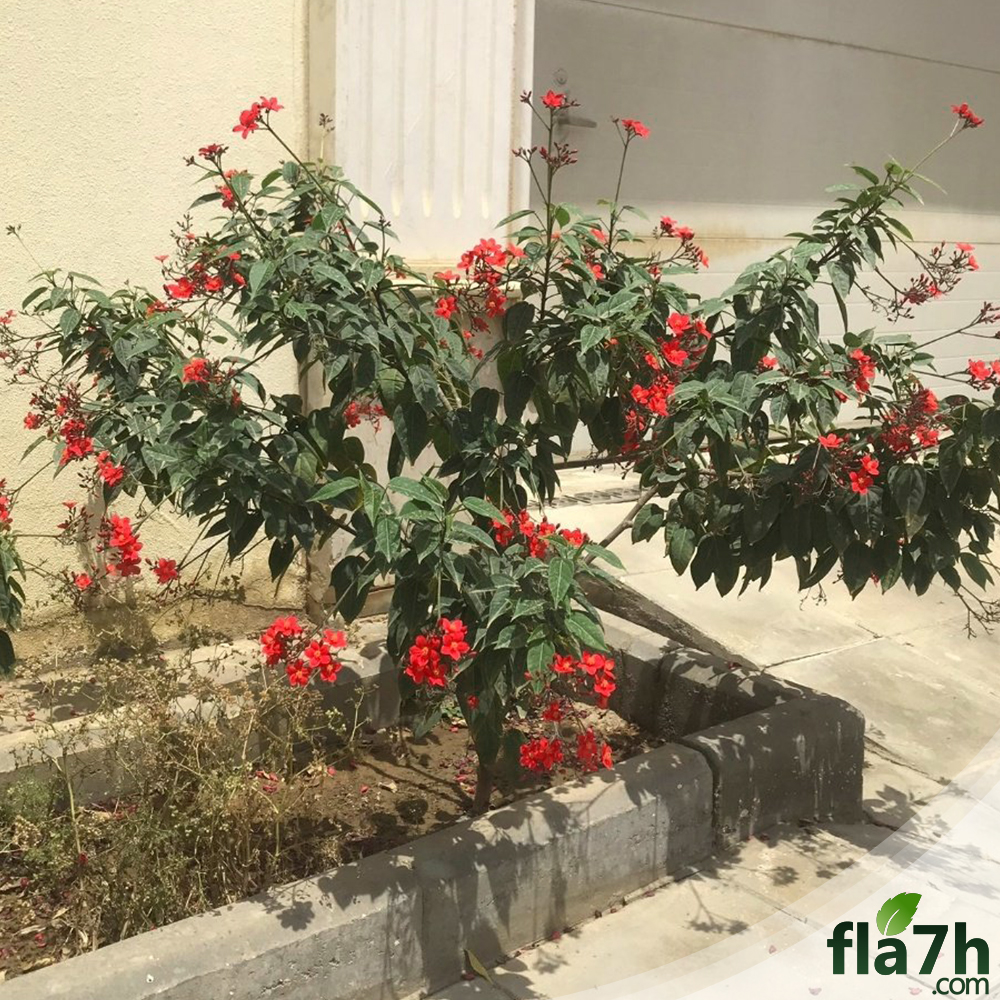 زراعة جاتروفا