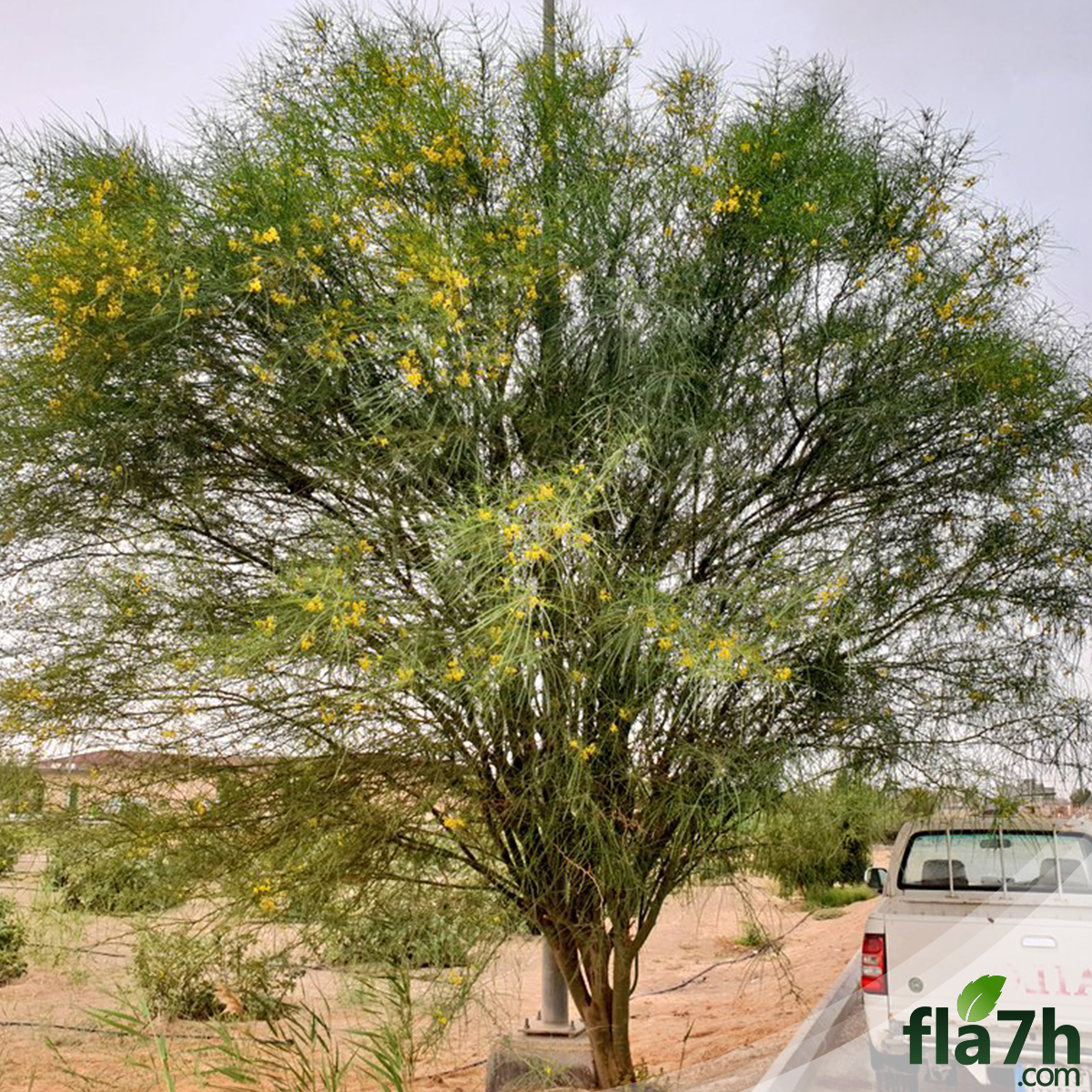 باركنسونيا
