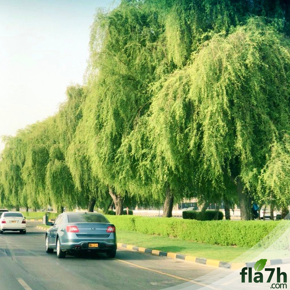 بذور الغاف الخليجي