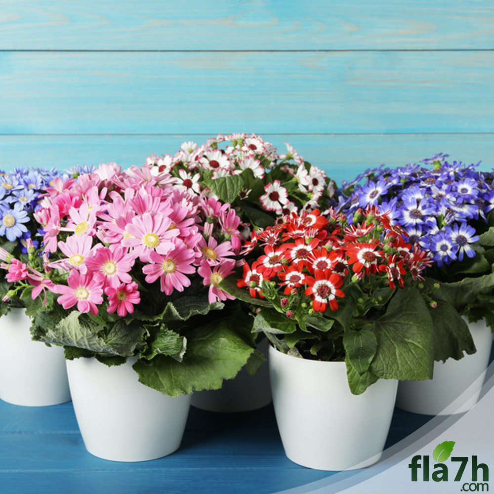 بذور زهرة المرمدة