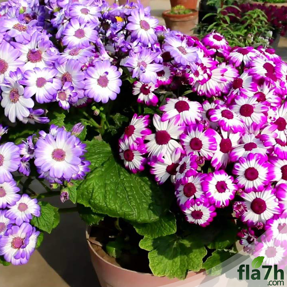 زهور المرمدة