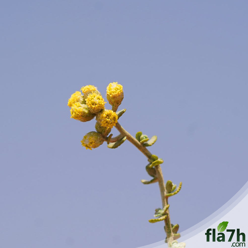 نبات مسك الجن