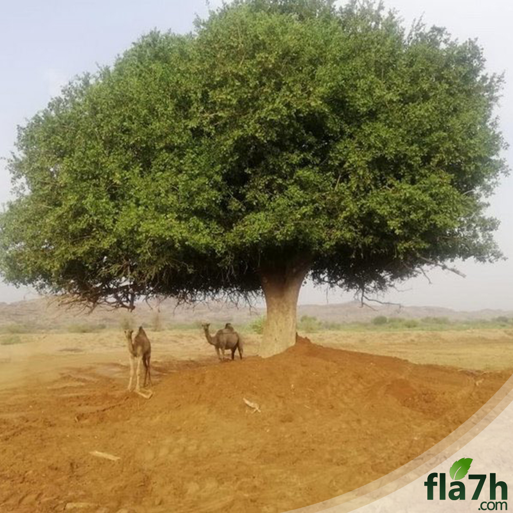ظل شجرة الضبر