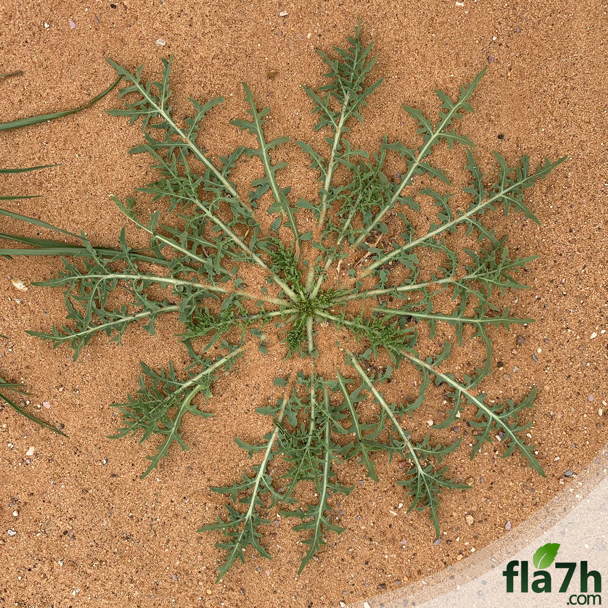 بذور نبات اليعضيد - العضيد- Urospermum