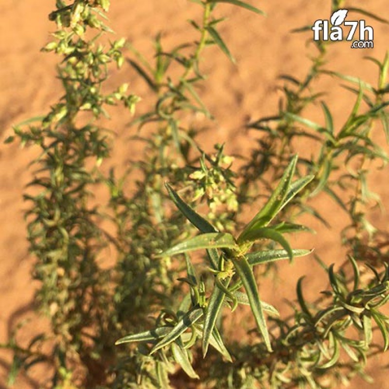 نبات العاذر