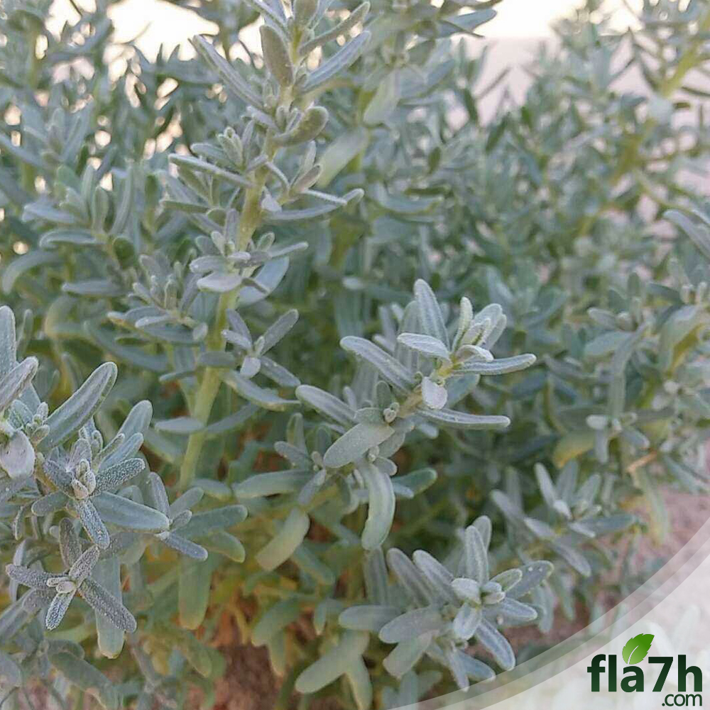 الطحماء