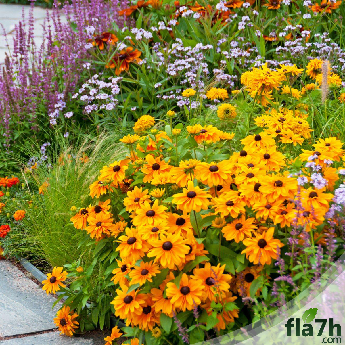 بذور زهور رودبيكيا - 100 بذرة - Rudbeckia hirta