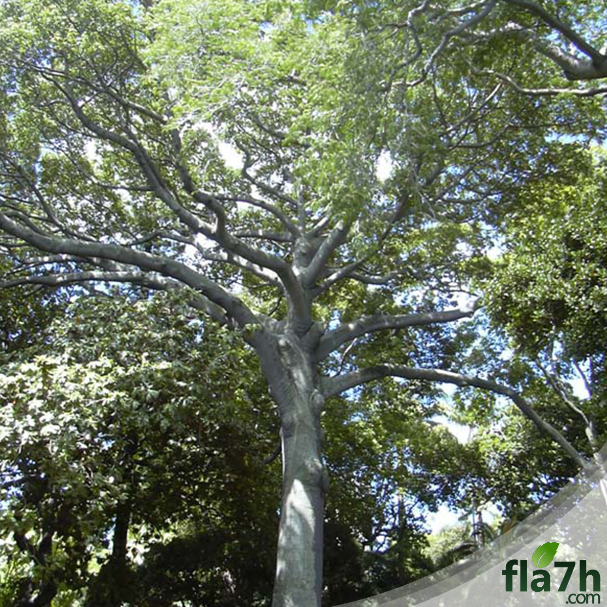 بذور شجرة الكابوك - 45 بذرة - Ceiba pentandra