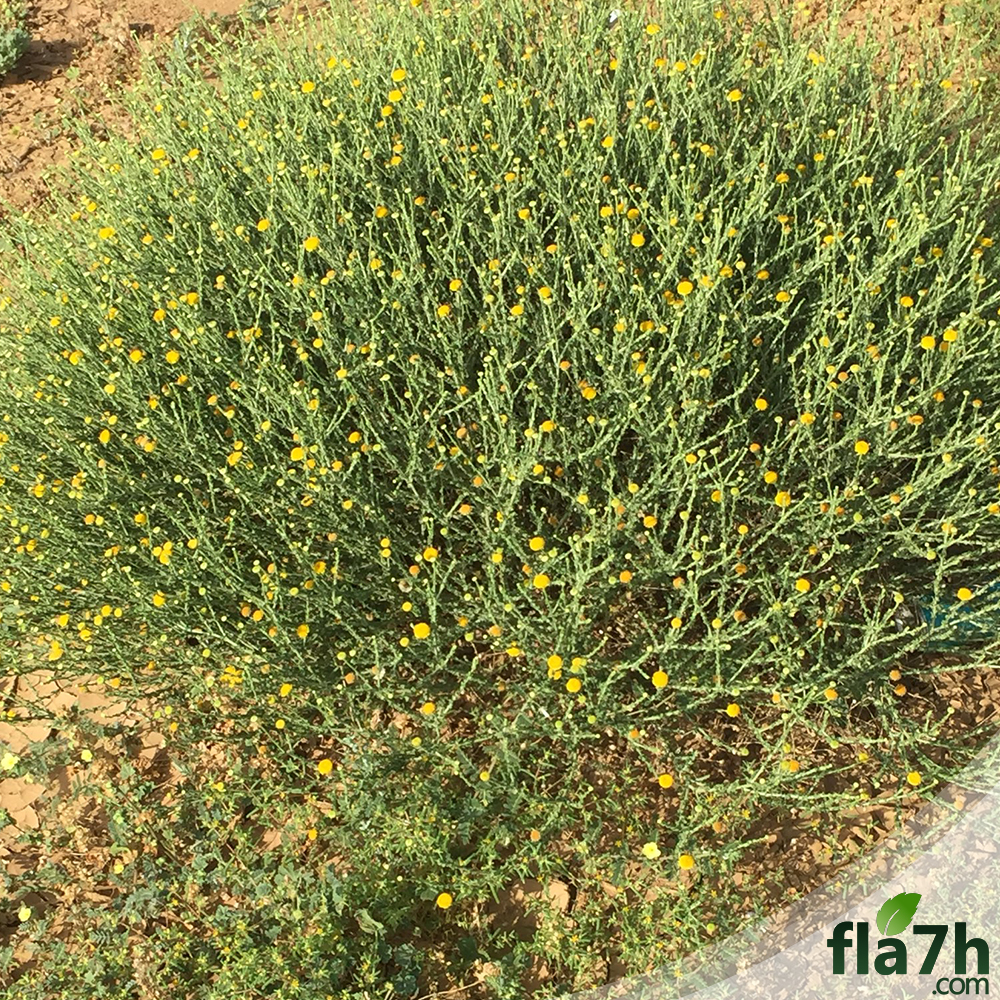 نبات الجثجاث