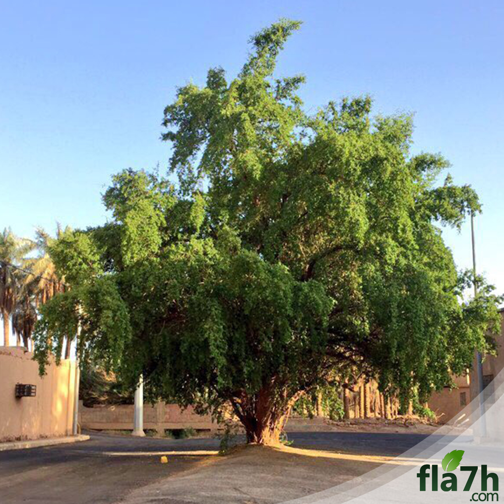 بذور شجرة العبرى