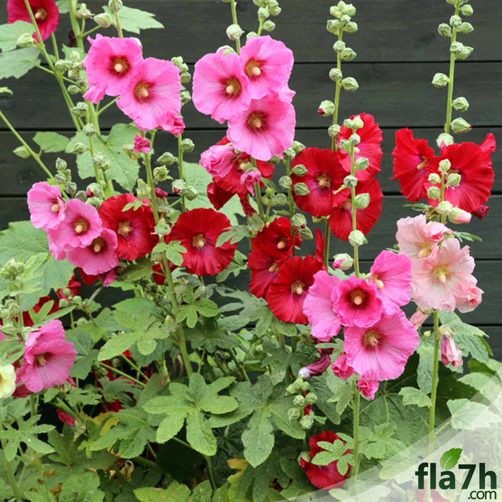 زهور الخطمية 50 بذرة Alcea rosea