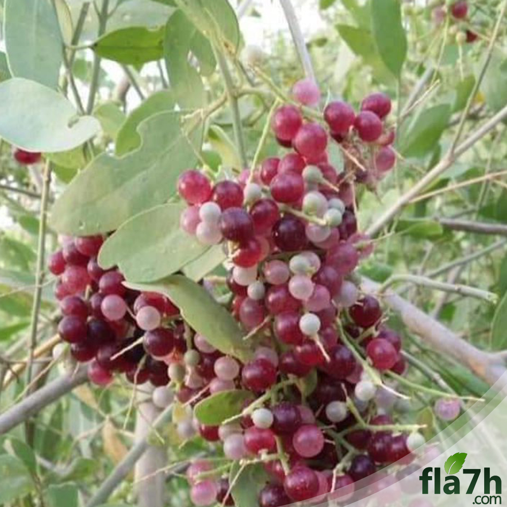 شجرة الأراك 30 بذرة  - Salvadora persica