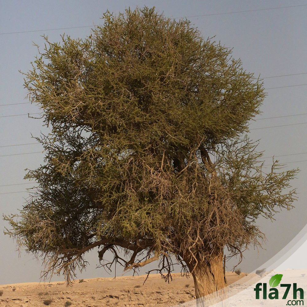 السرح