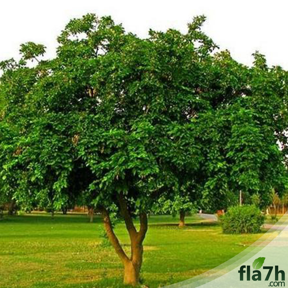 بذور شجرة بونجاميا - 15 بذرة - Derris Indica