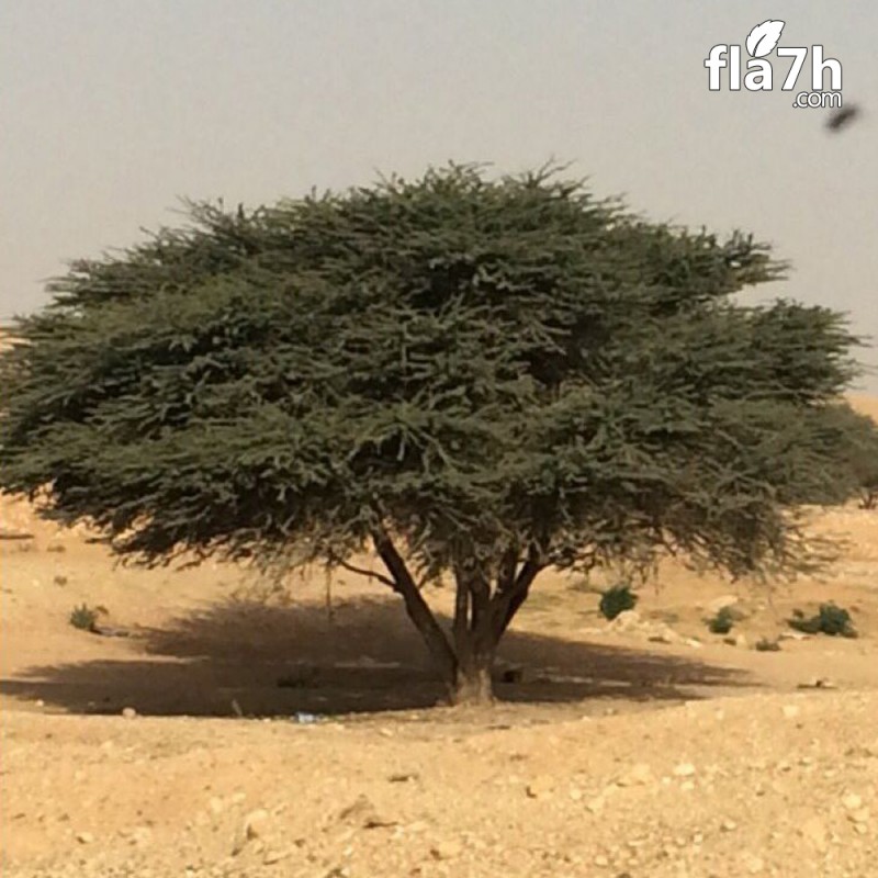 بذور الطلح النجدي