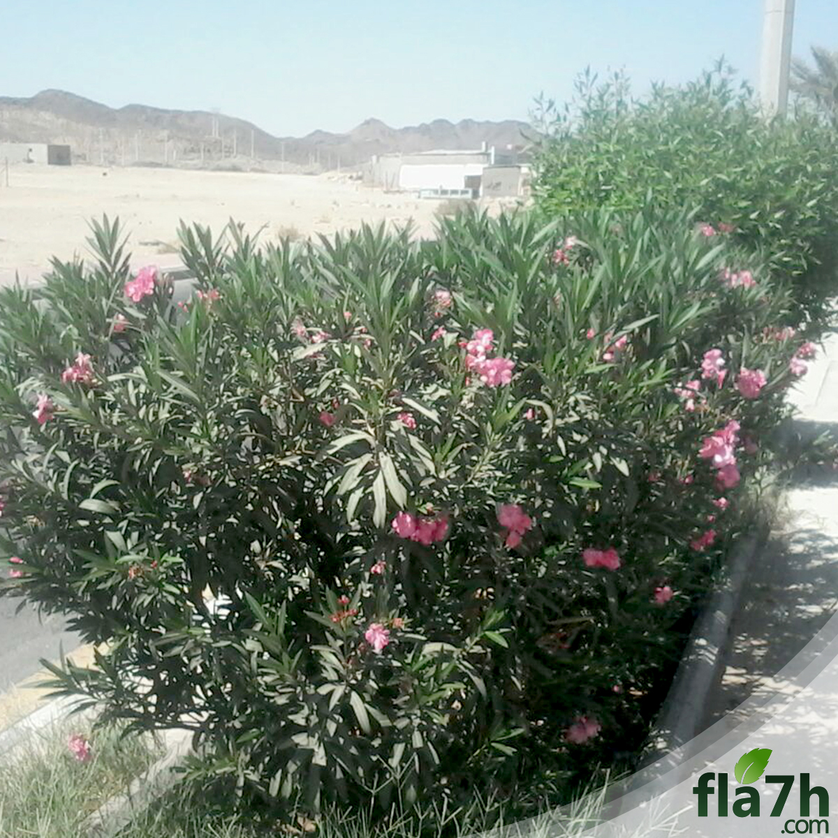 جمال نبات الدفلة