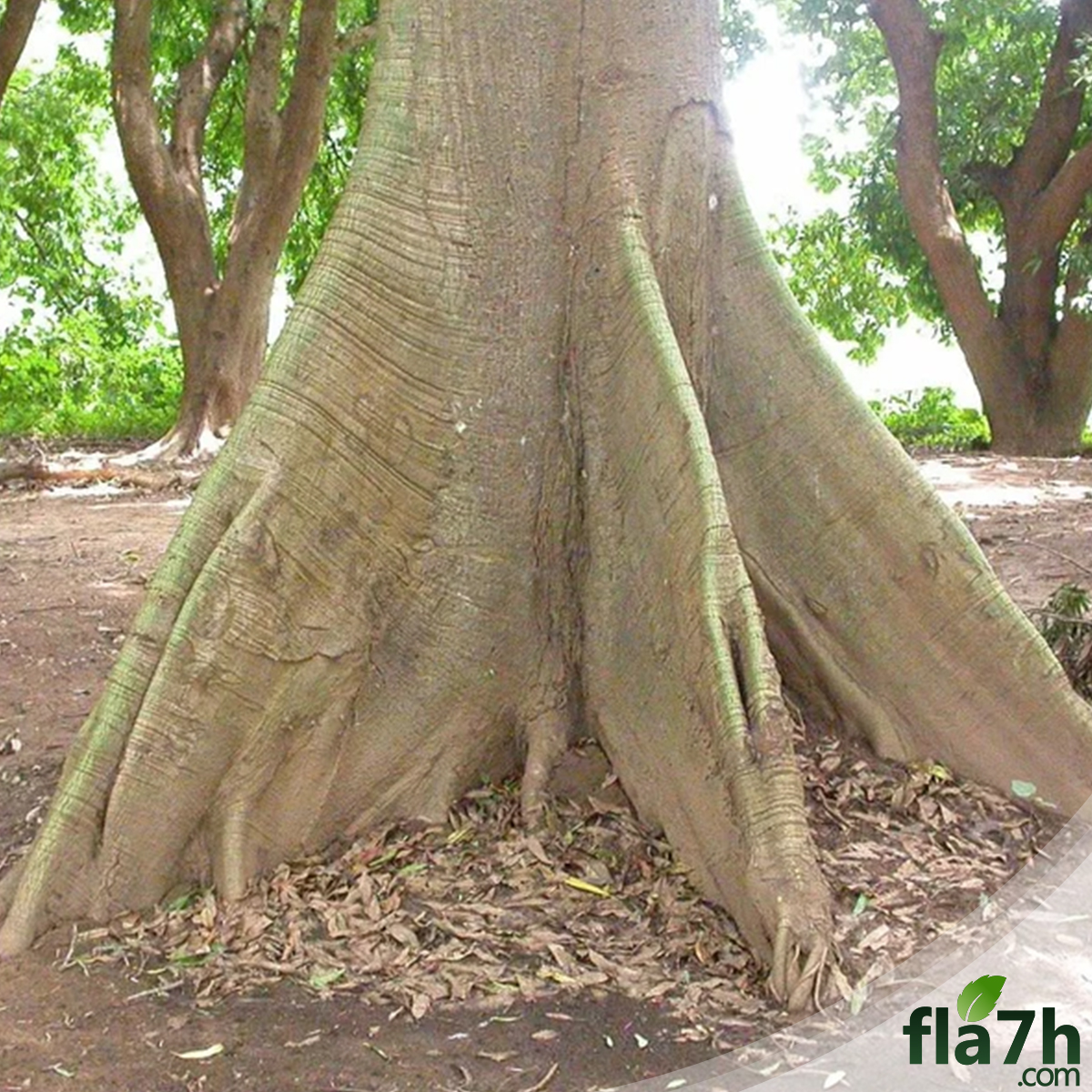 بذور شجرة الكابوك - 45 بذرة - Ceiba pentandra
