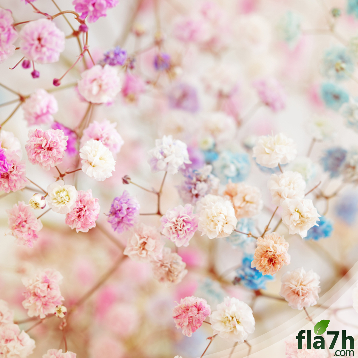بذور زهور جيبسوفيلا ( الأبيض والوردي ) 70 بذرة - gypsophila