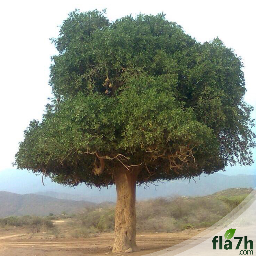 بذور شجرة الضبر