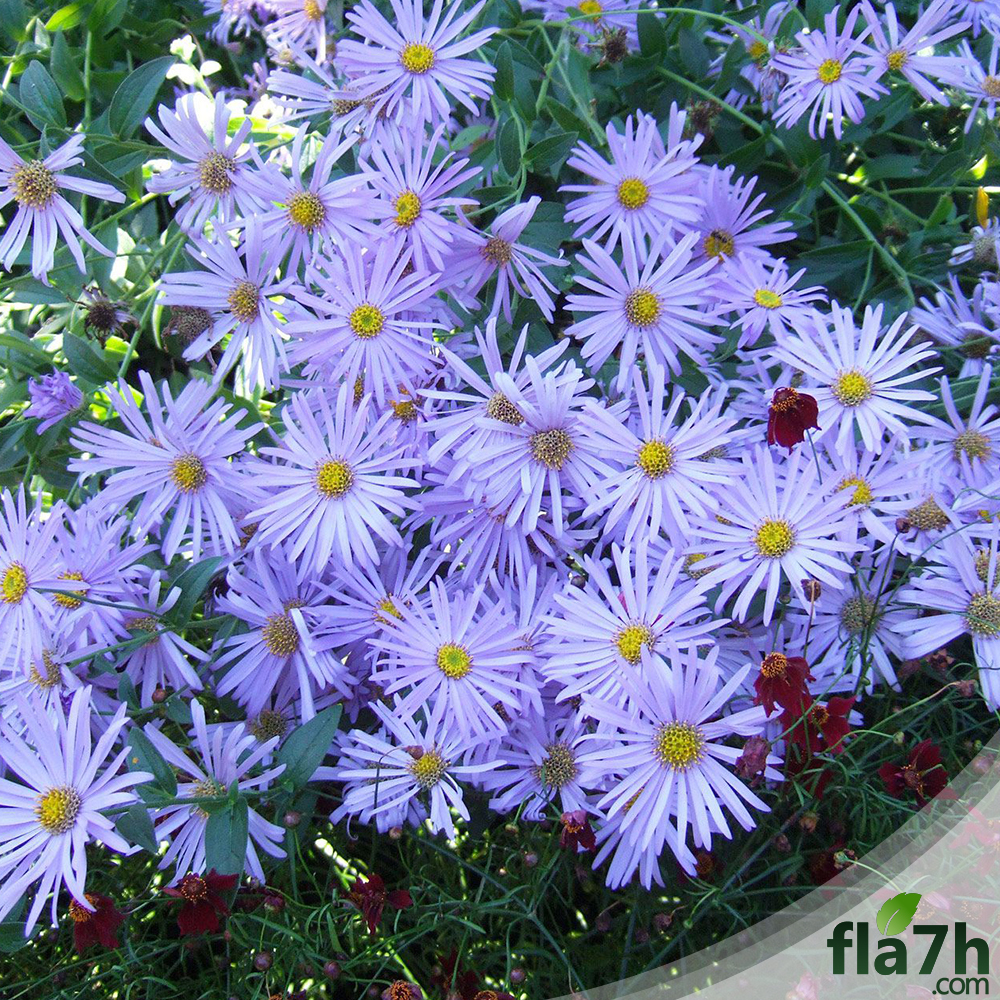 زهور Aster