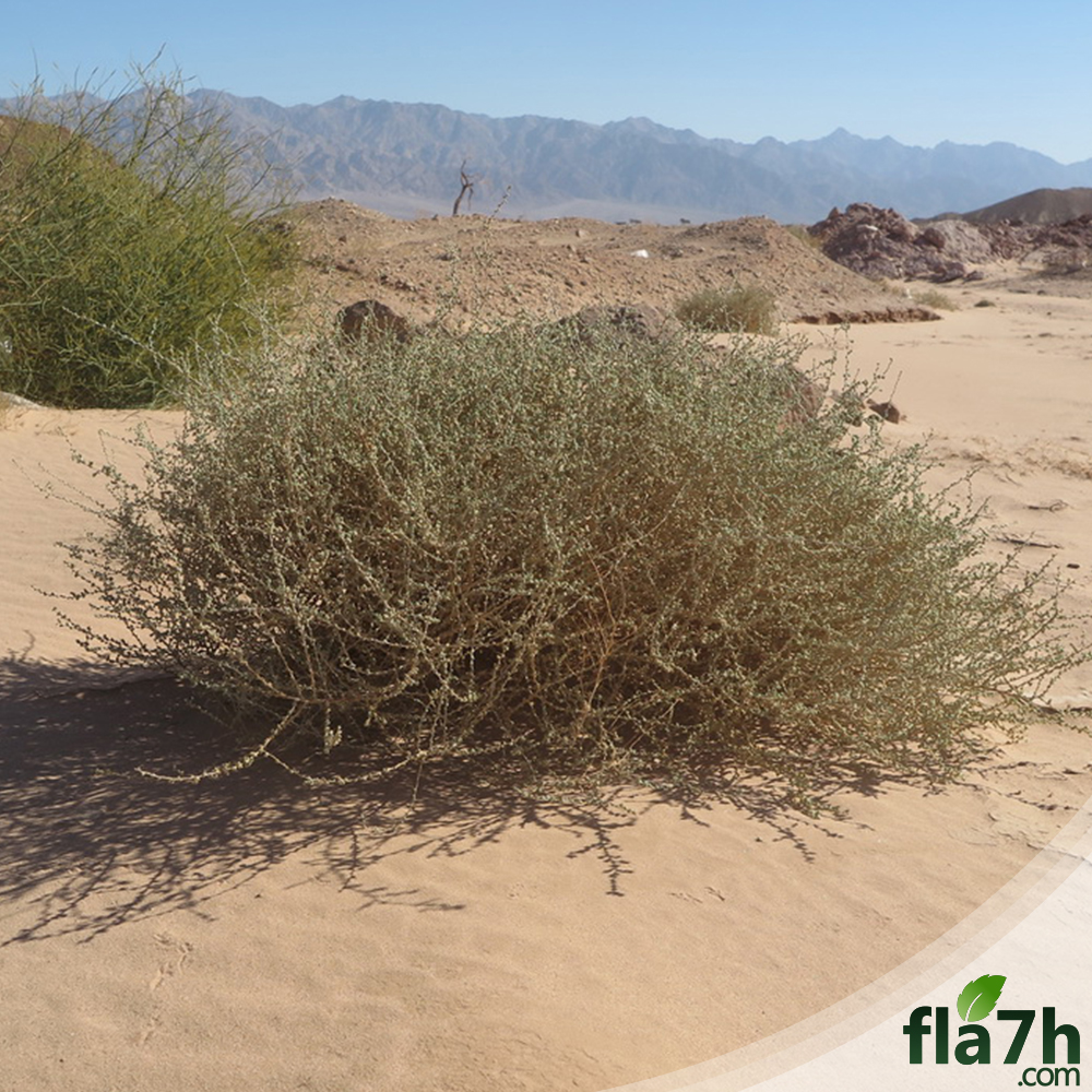 كم سعر بذور الضمران