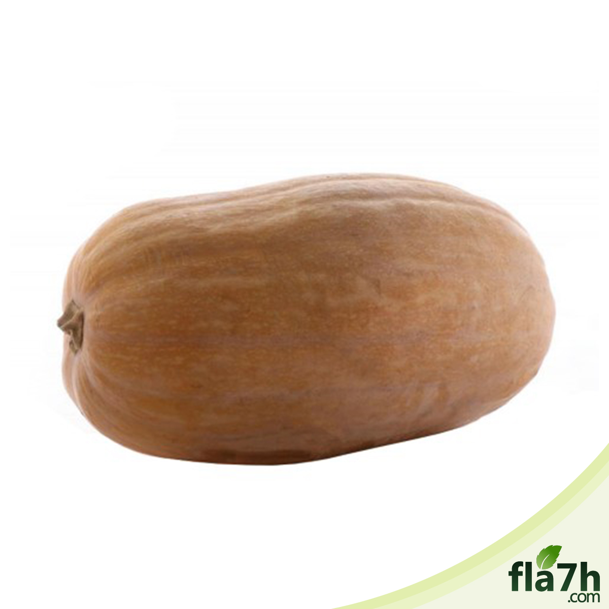 بذور القرع 60 بذرة- Cucurbita pepo