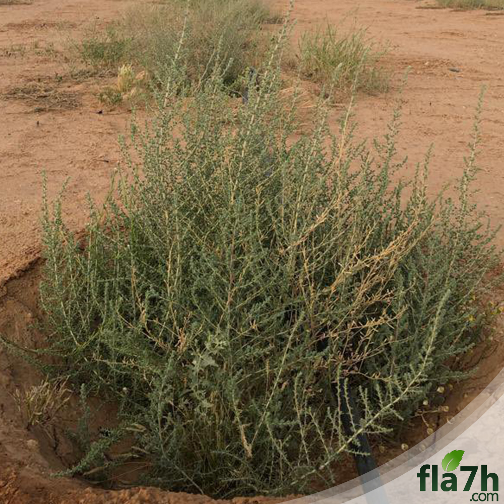 الروثة
