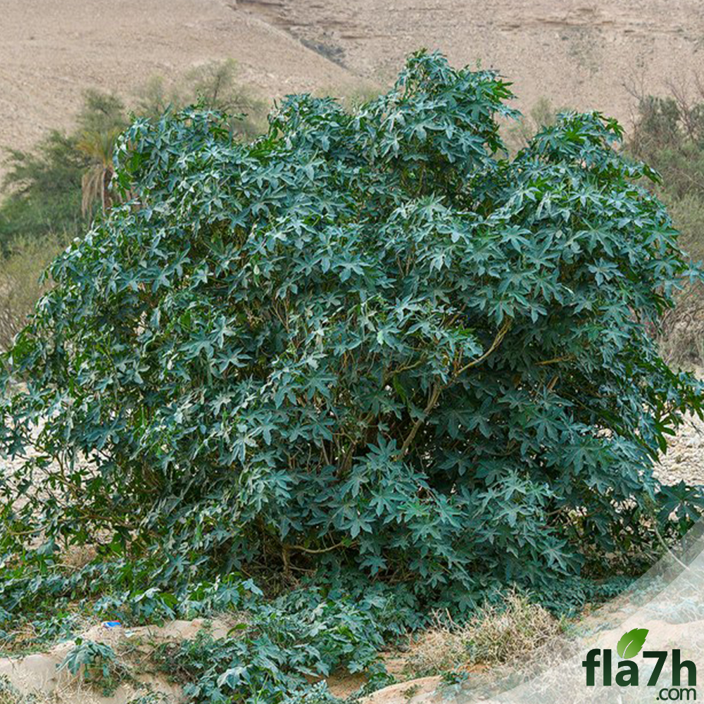 شجرة الخروع  30 بذرة  - Ricinus communis