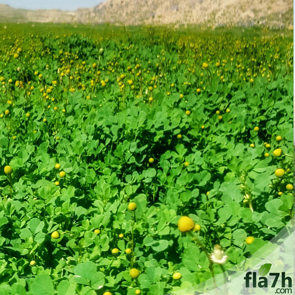 نبات النفل