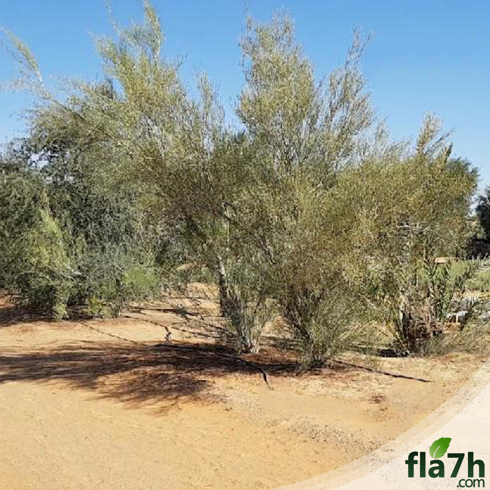 بذور شجرة الأرطى العملاق 40 بذرة - Calligonum comosum