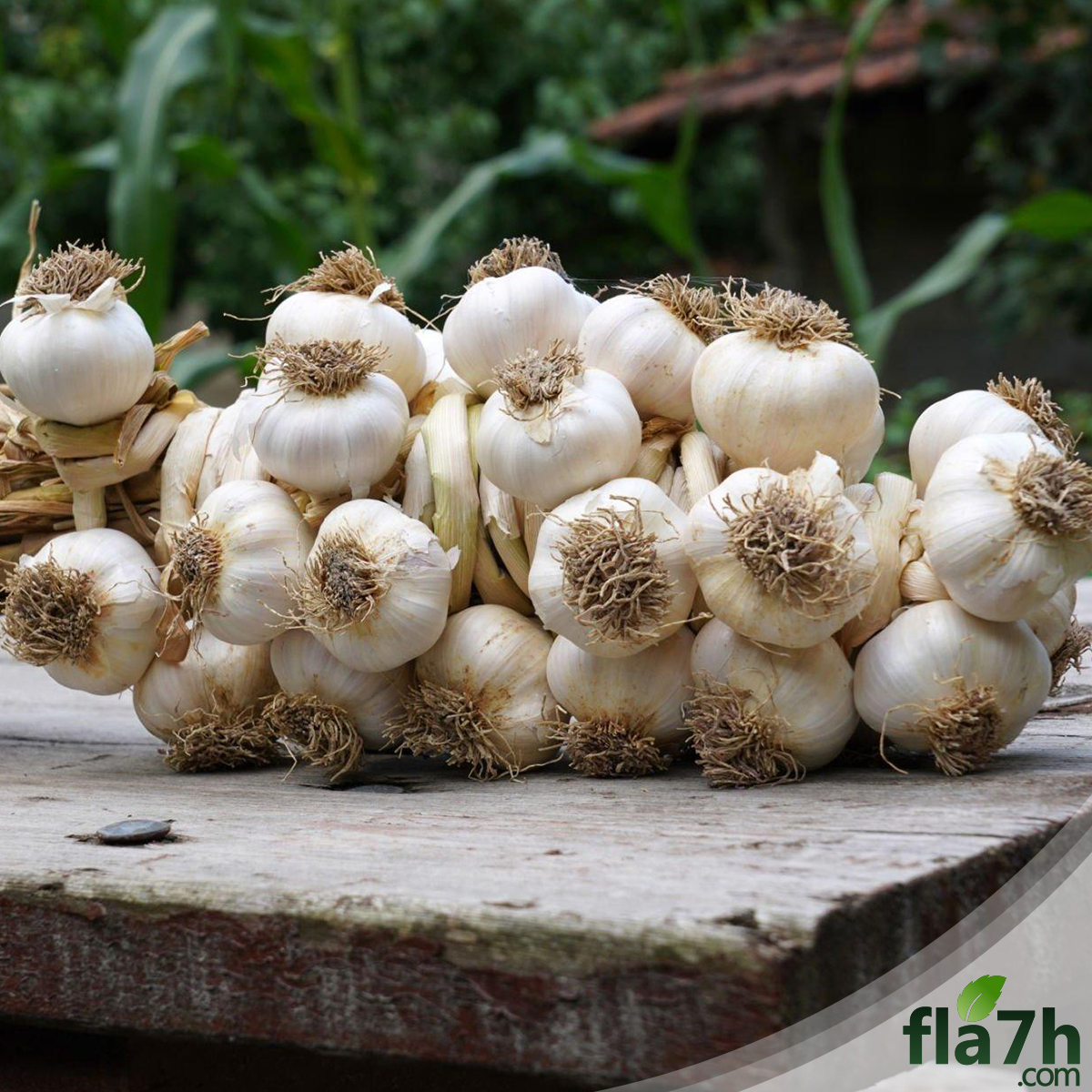 بذور الثوم 50 بذرة - Allium sativum