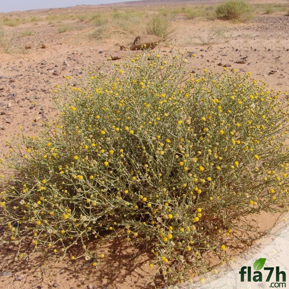 وصف عشبة الجثجاث