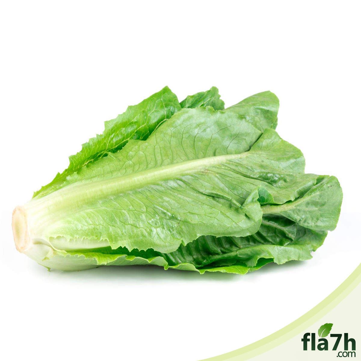 بذور الخس 200 بذرة - Lactuca sativa