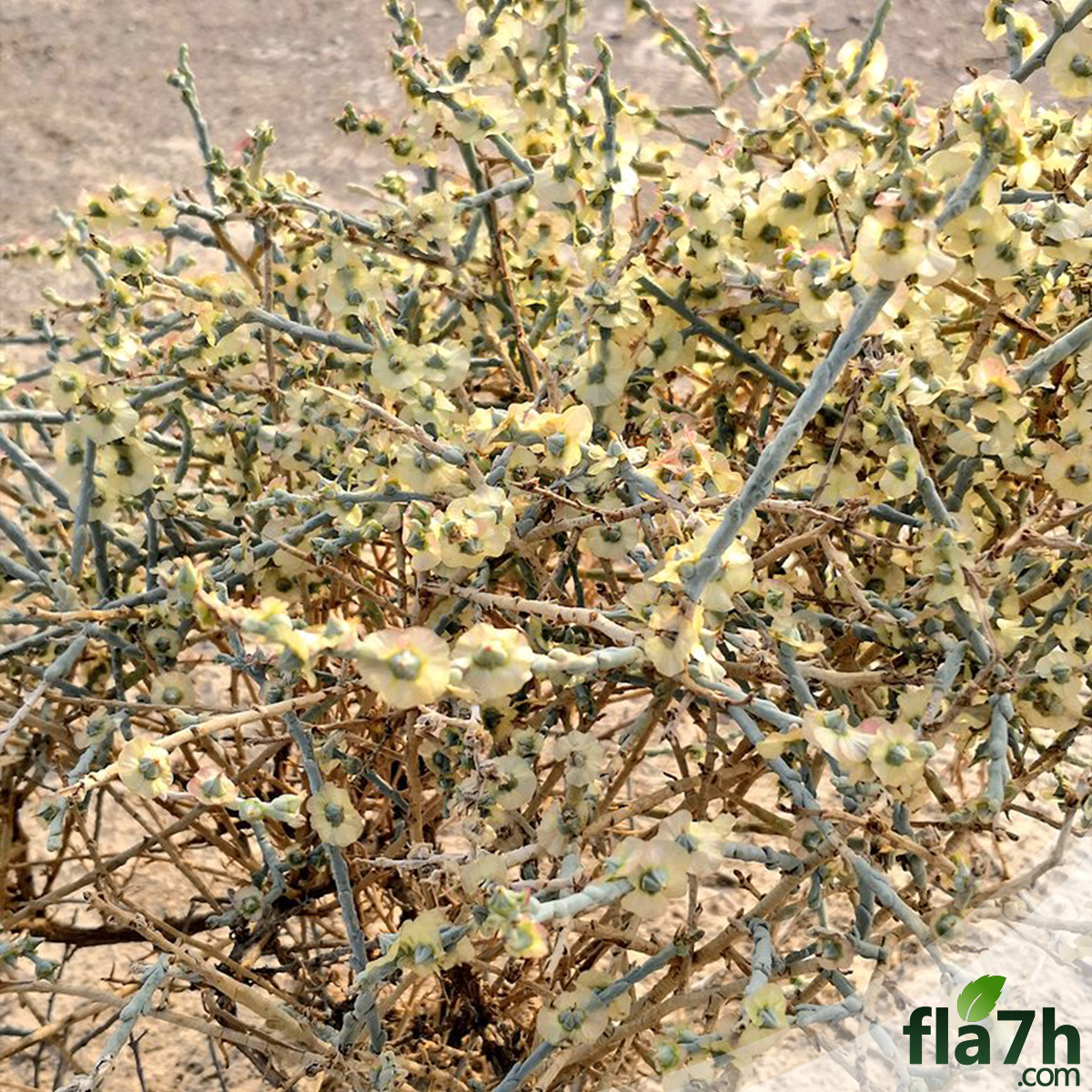 عشبة القضقاض