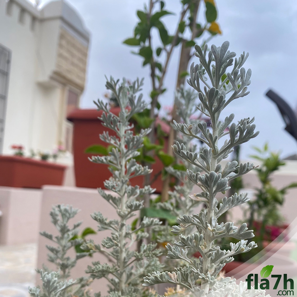 وصف البعيثران