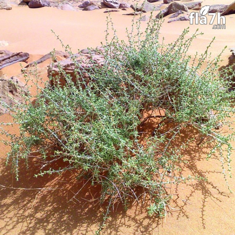 عشبة الضمران