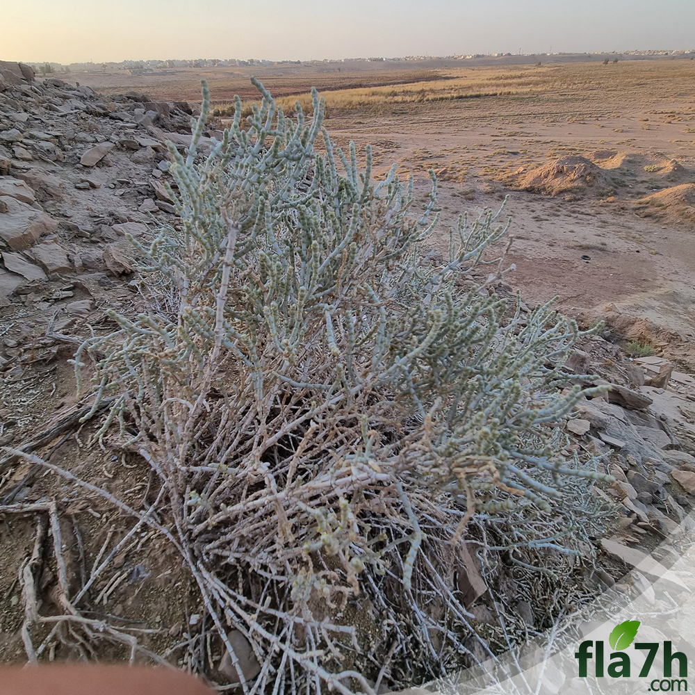 نبات العجرم