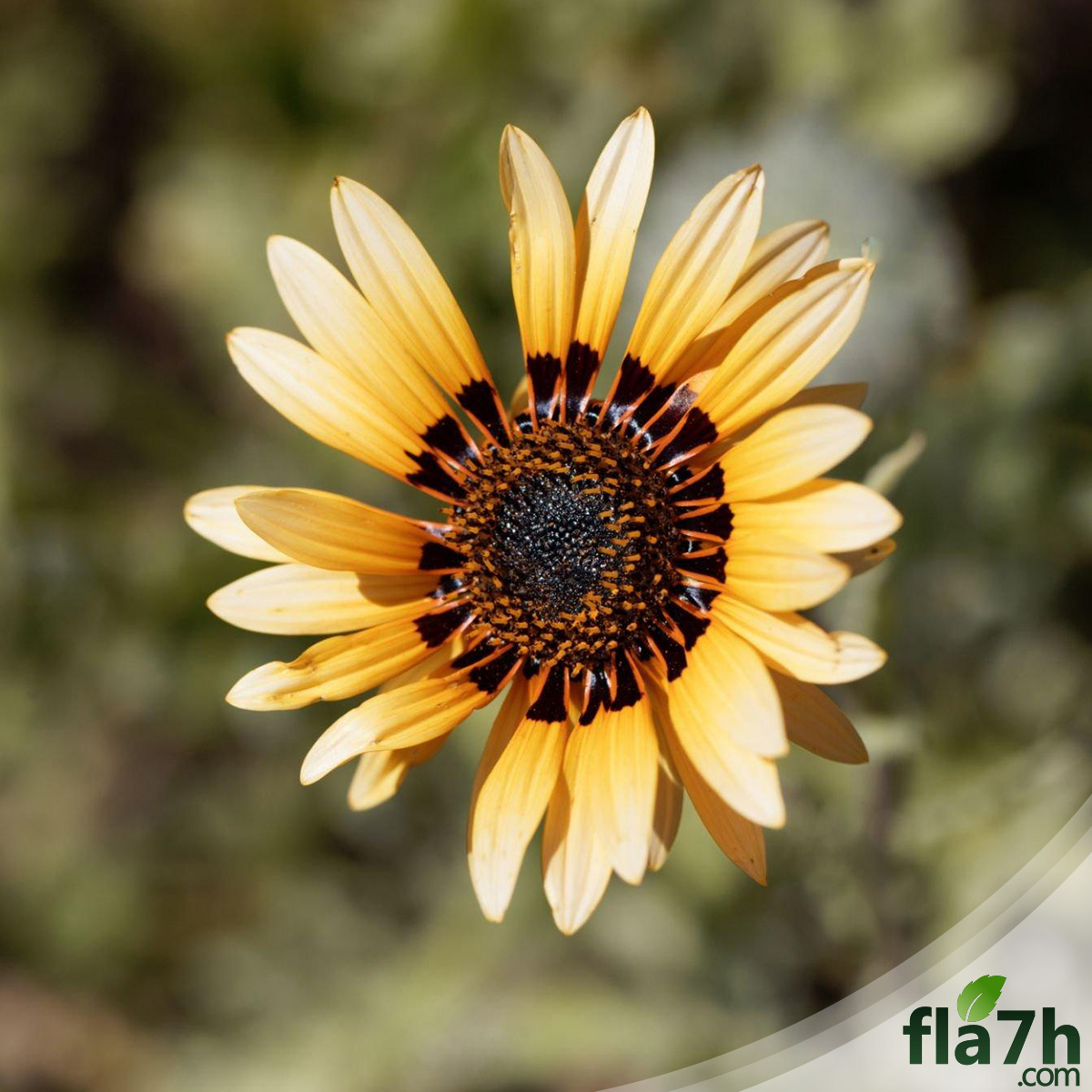 بذور زهرة ملكة الحقل - اركتوتس - 70 بذرة - Arctotis Fastuosa