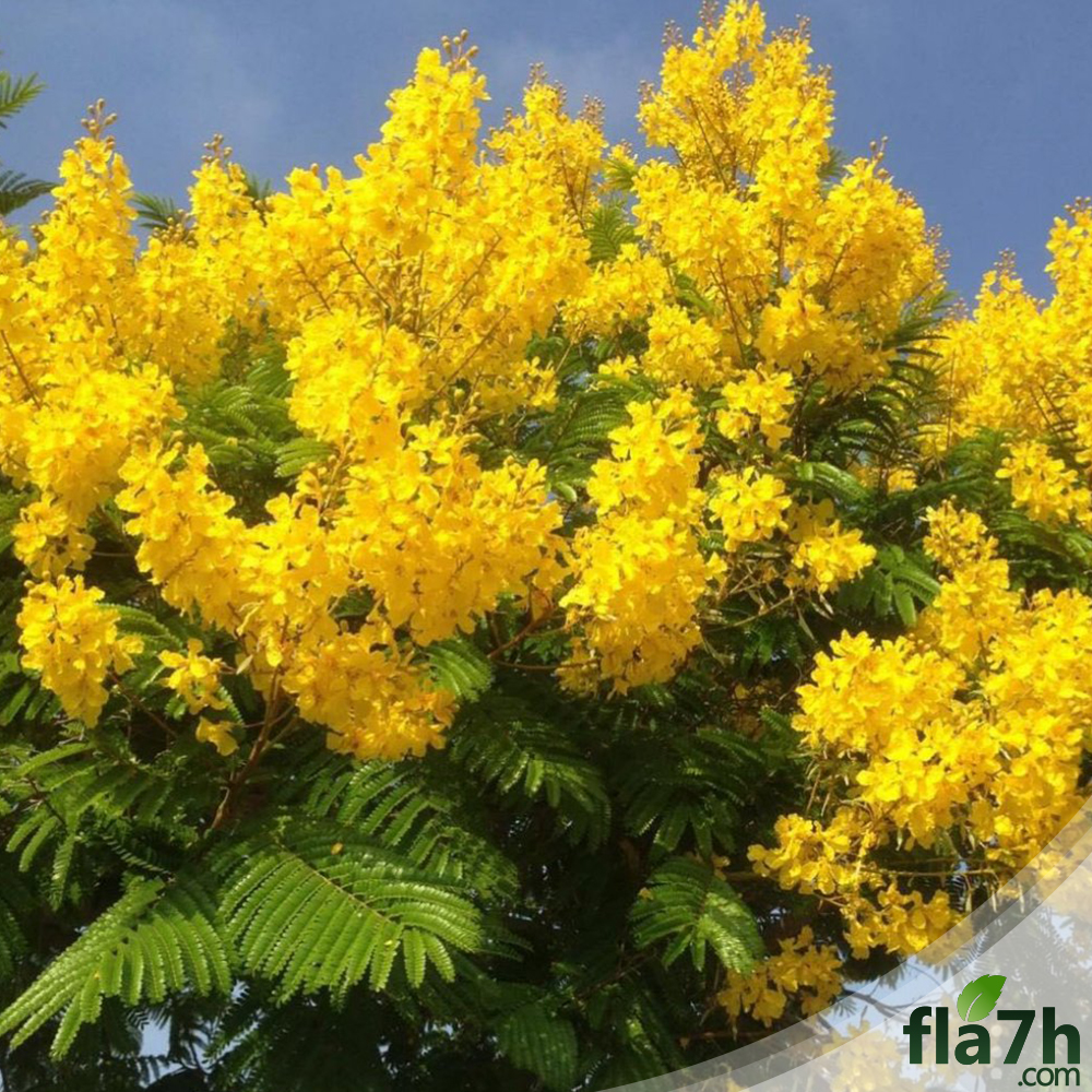 بذور شجرة البلتفورم - البونسيانا الصفراء - 50 بذرة - Peltophorum africanum