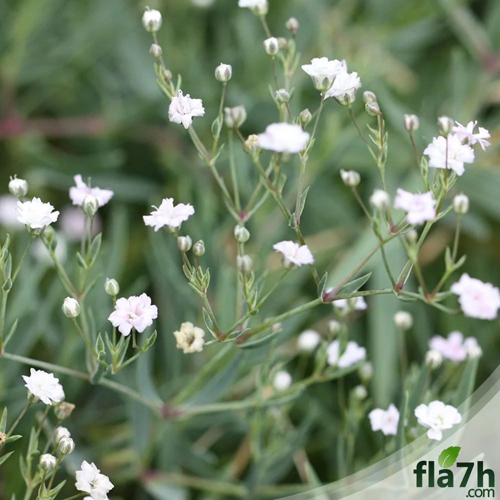 بذور زهور جيبسوفيلا ( الأبيض والوردي ) 70 بذرة - gypsophila