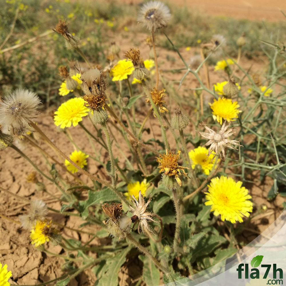بذور زهرة الحوذان