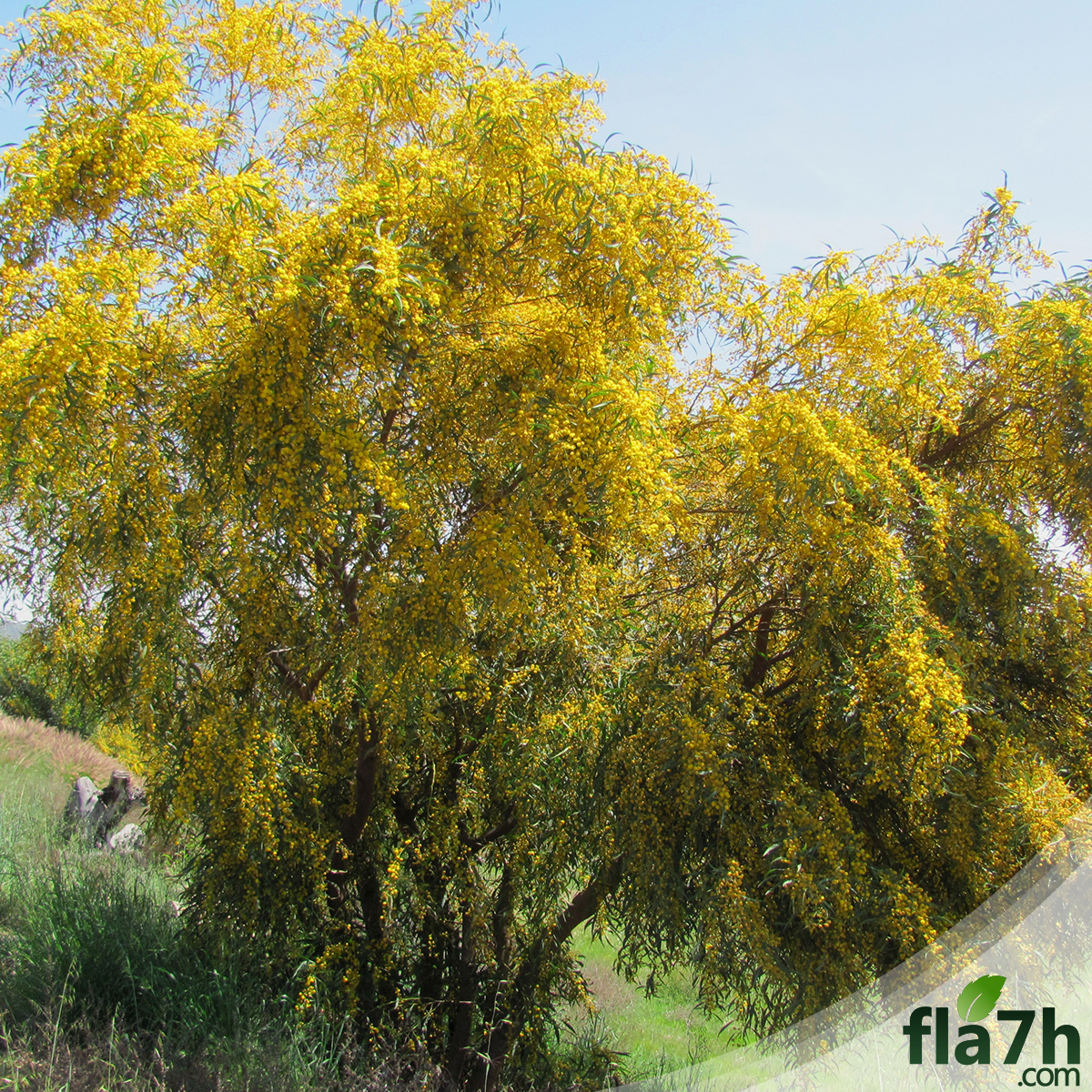  40 Acacia Saligna