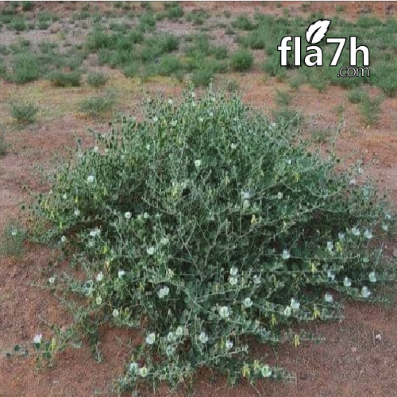 بذور عشبة الشفلّح 40 بذرة  Capparis spinosa