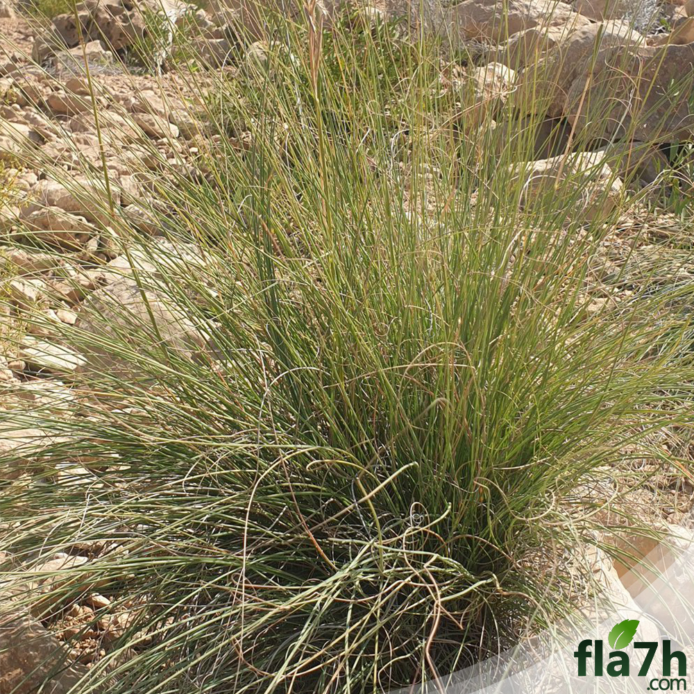 بذور عشبة السخبر
